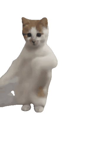 A dancing cat